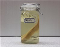 藏品(赤鯮)的圖片